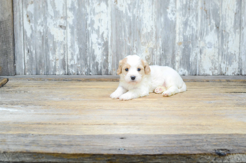 Cavachon Puppy for Adoption