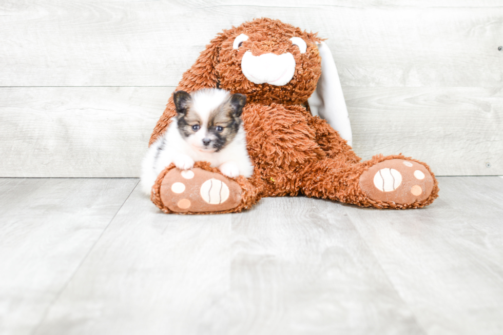 Adorable Pomeranian Purebred Puppy