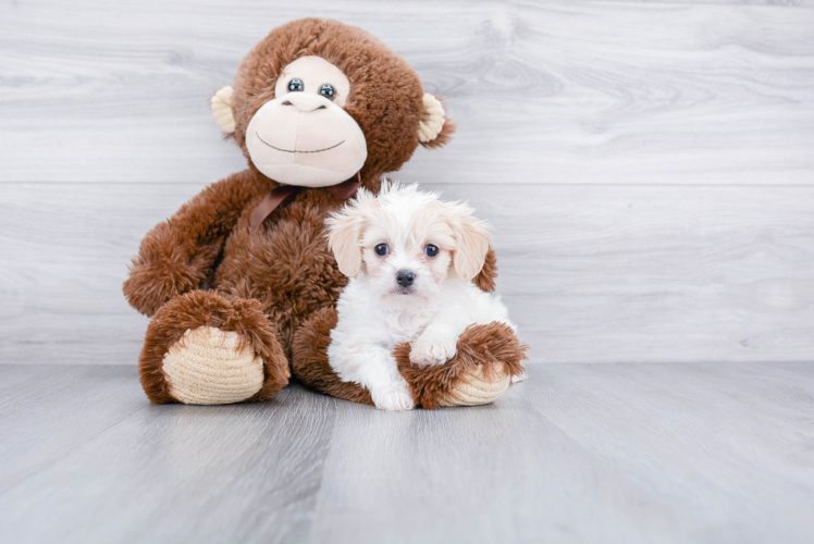 Best Cavachon Baby