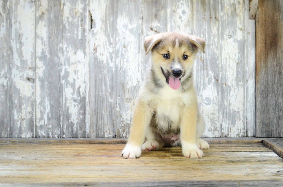 Happy Pomsky Baby