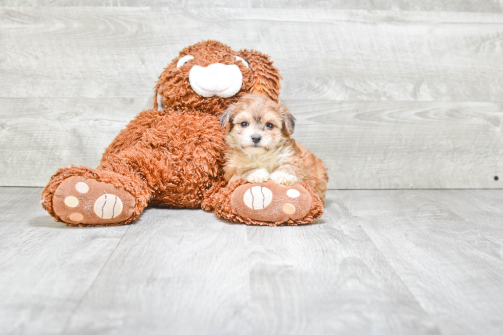 Fluffy Morkie Designer Pup