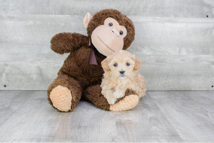 Friendly Maltipoo Baby