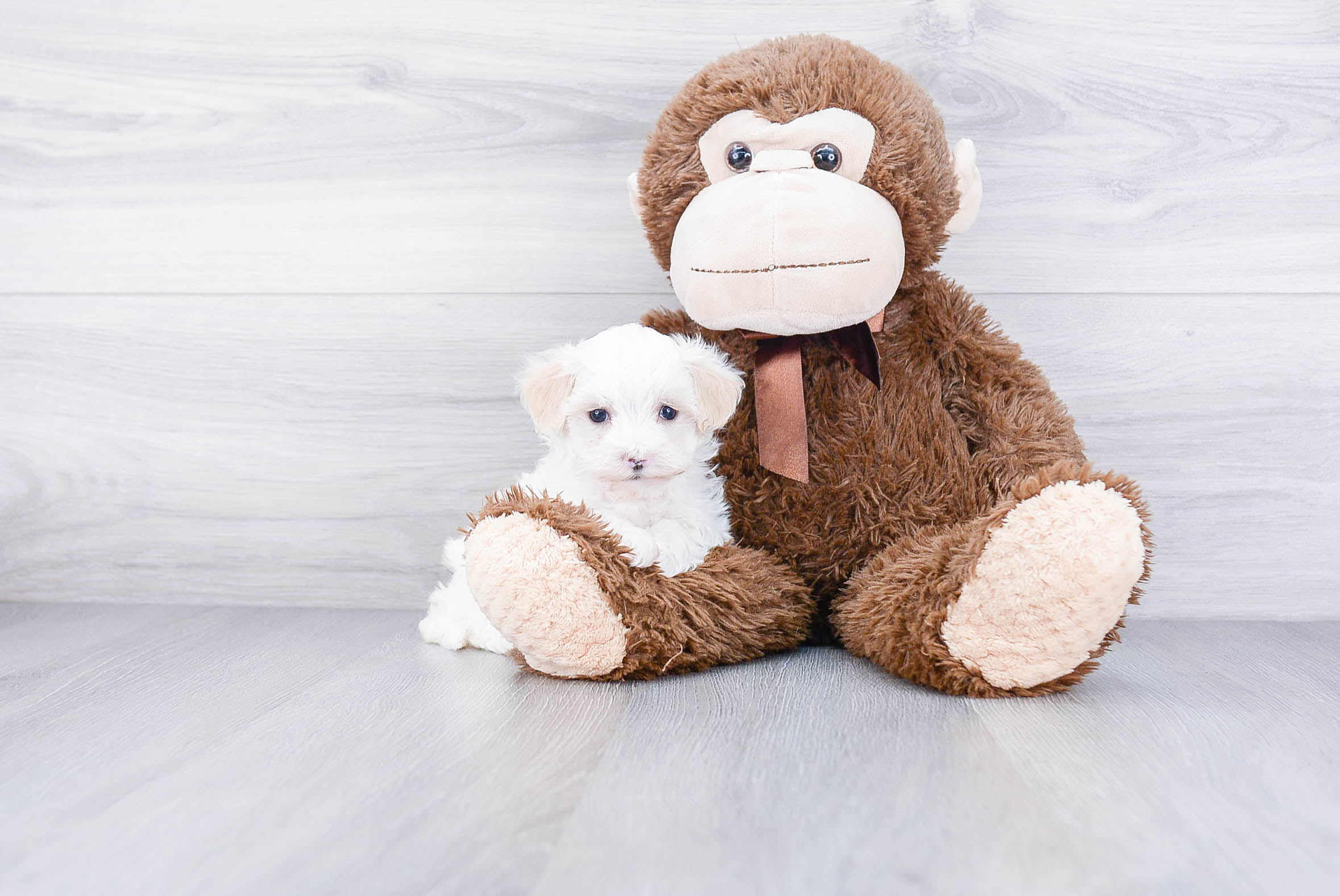 Hypoallergenic Maltepoo Poodle Mix Puppy