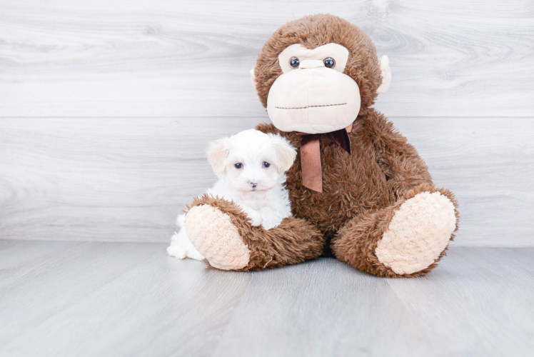 Hypoallergenic Maltepoo Poodle Mix Puppy