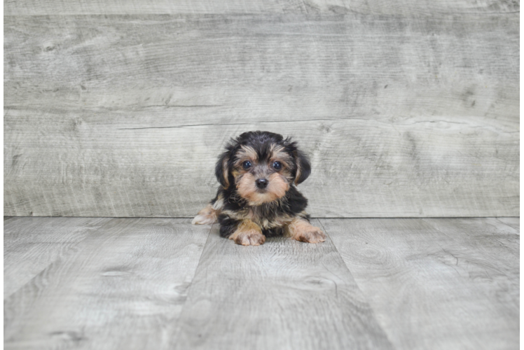 Morkie Pup Being Cute