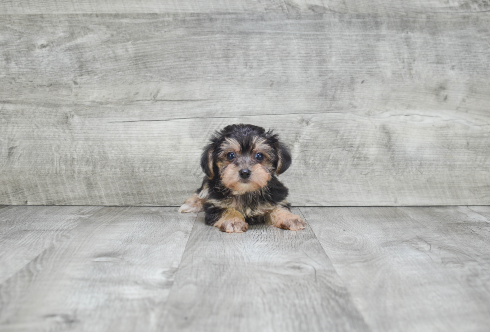 Morkie Pup Being Cute