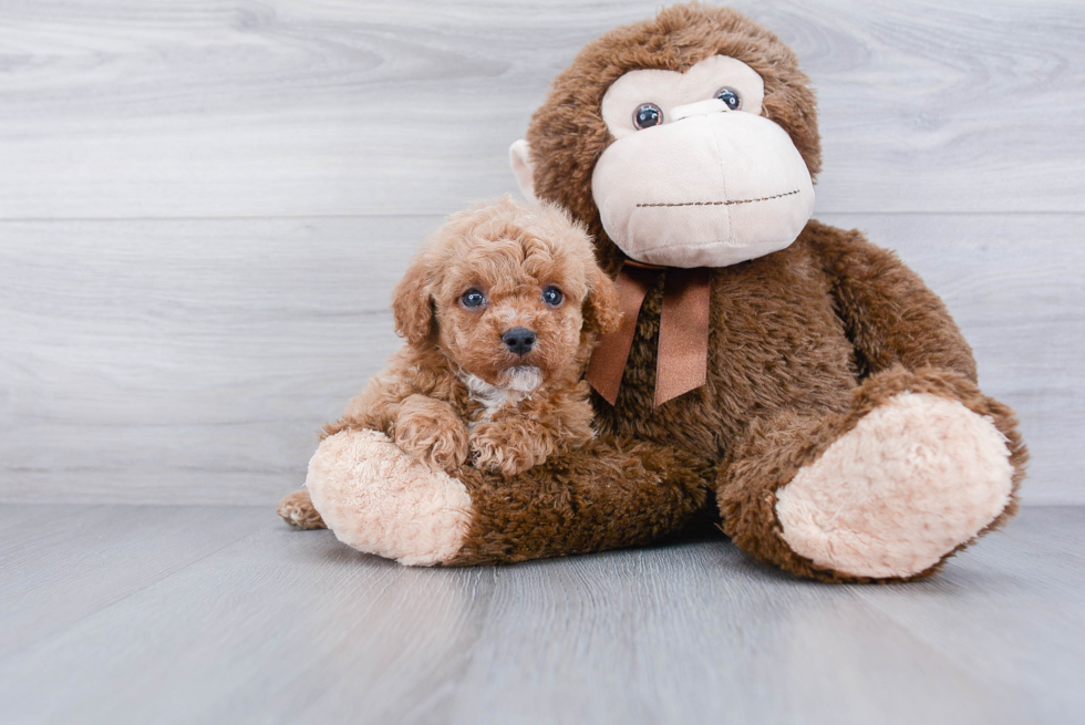 Adorable Cavoodle Poodle Mix Puppy