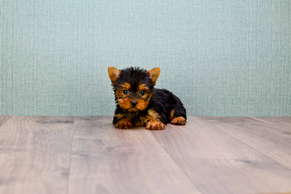 Meet Sandra - our Yorkshire Terrier Puppy Photo 