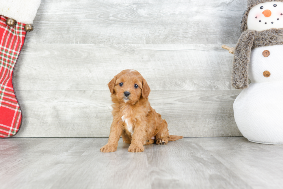 Cavapoo Puppy for Adoption