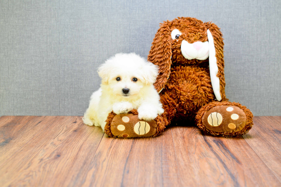 Small Bichon Frise Baby