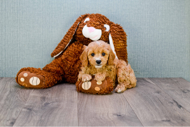 Cavapoo Pup Being Cute