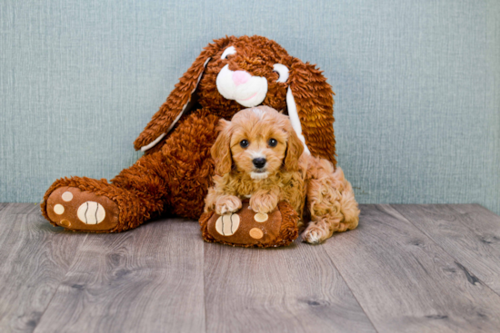 Cavapoo Pup Being Cute