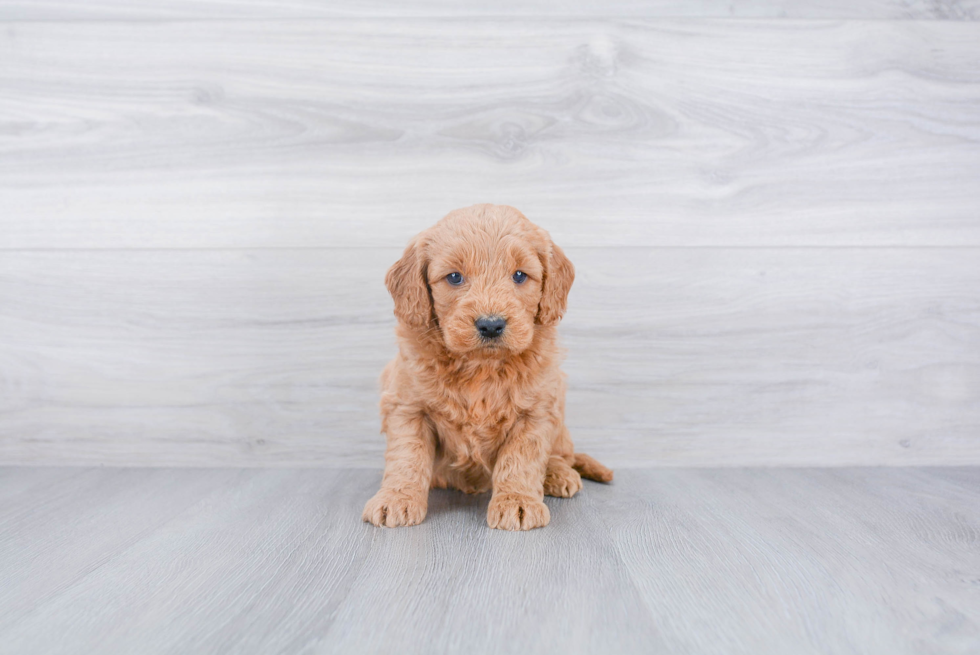 Playful Golden Retriever Poodle Mix Puppy