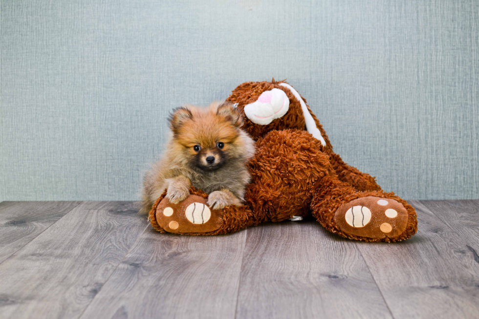 Energetic Pomeranian Purebred Puppy