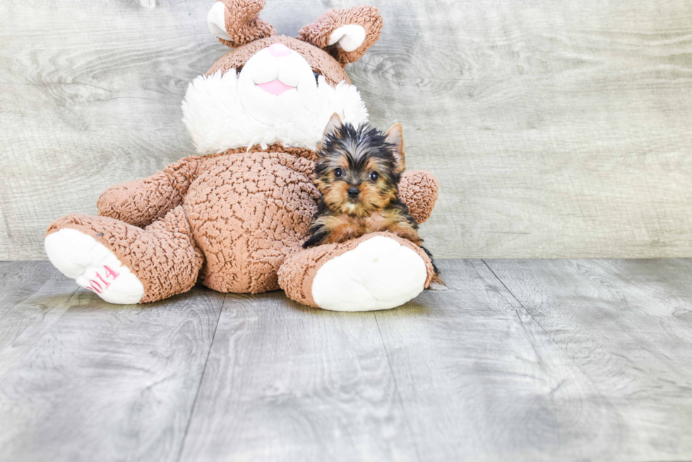 Meet Victoria - our Yorkshire Terrier Puppy Photo 