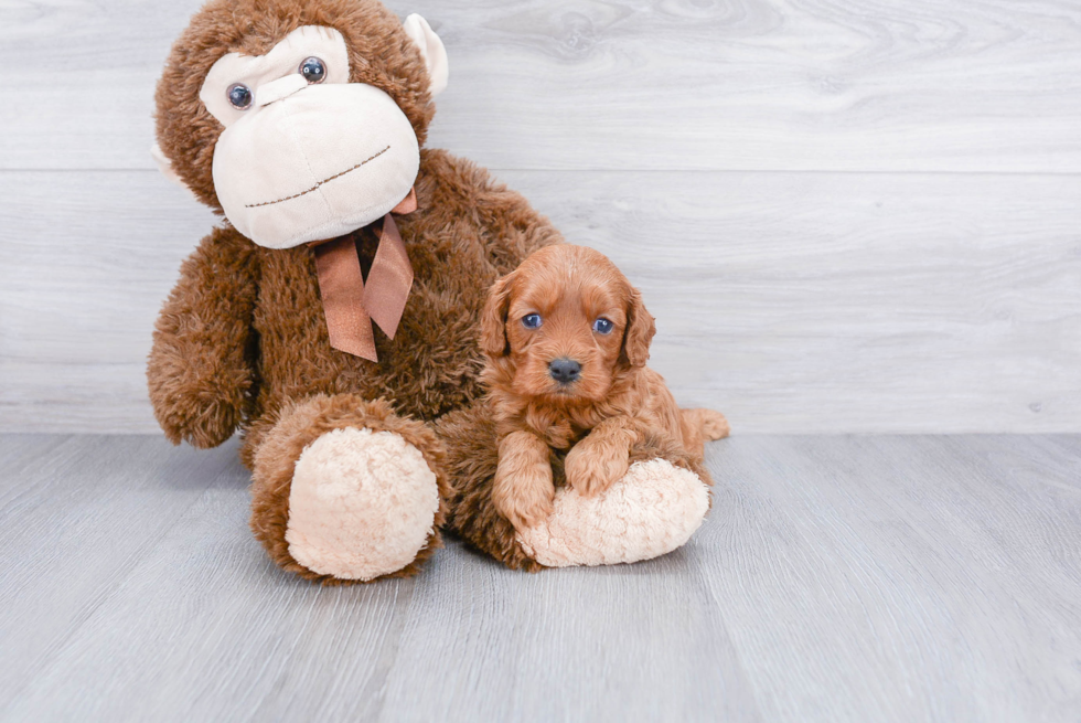 Best Cavapoo Baby