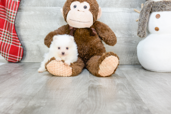 Happy Pomeranian Purebred Puppy