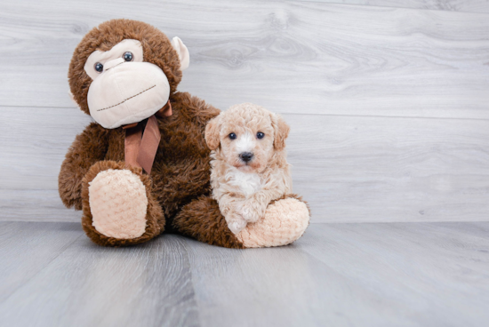 Hypoallergenic Maltepoo Poodle Mix Puppy