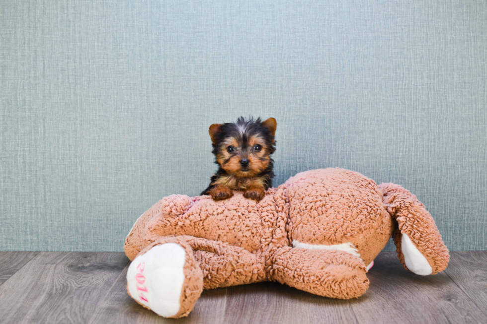 Meet Giselle - our Yorkshire Terrier Puppy Photo 