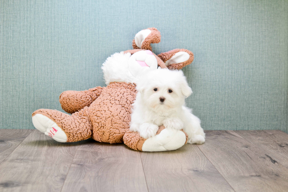 Friendly Maltese Baby