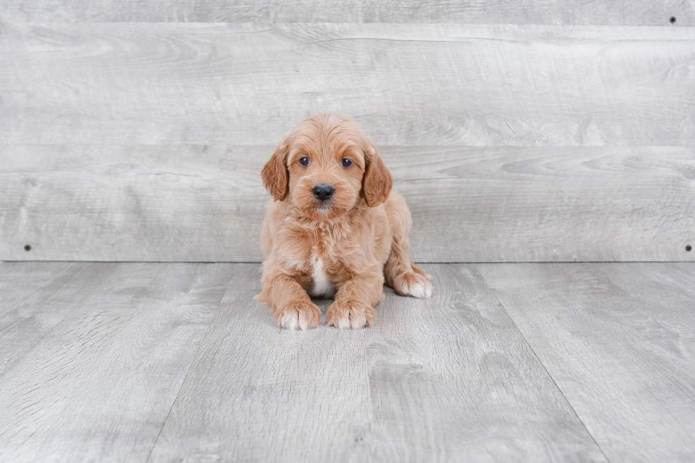 Mini Goldendoodle Pup Being Cute