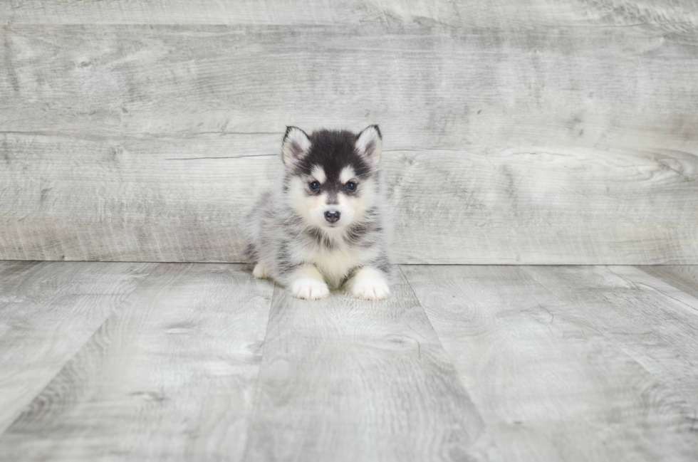 Pomsky Puppy for Adoption