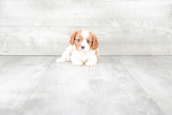 Cavalier King Charles Spaniel Puppy for Adoption