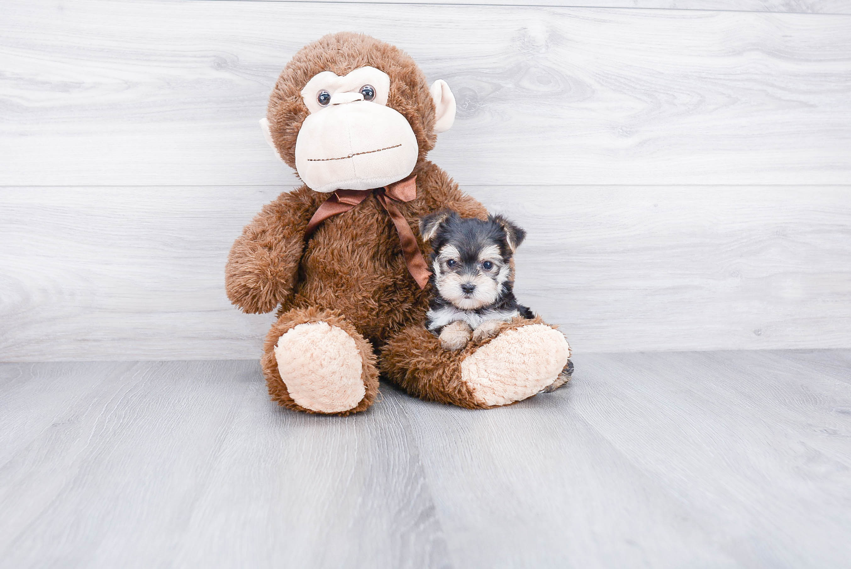 Best Morkie Baby