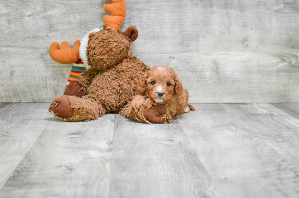 Cavapoo Puppy for Adoption