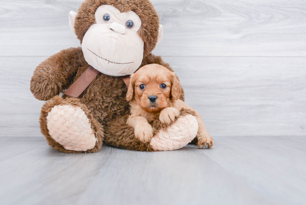 Best Cavapoo Baby