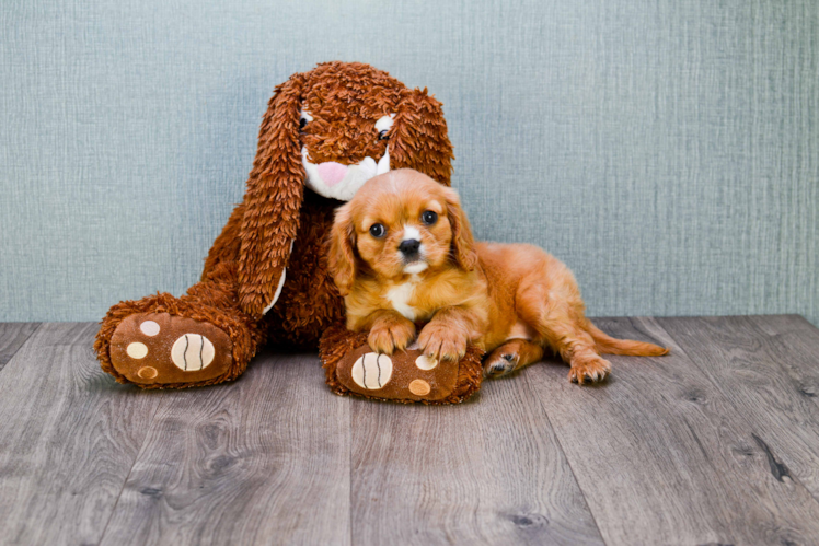 Akc Registered Cavalier King Charles Spaniel Baby