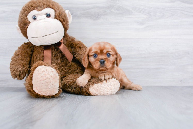 Akc Registered Cavalier King Charles Spaniel Purebred Pup