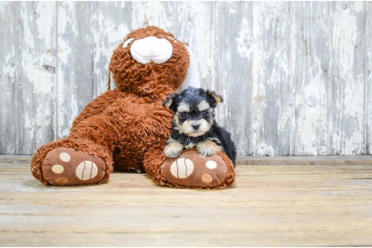 Morkie Puppy for Adoption