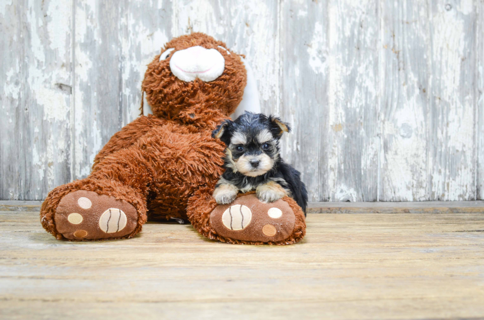 Morkie Puppy for Adoption