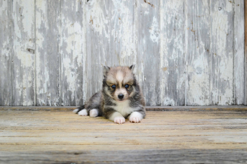 Hypoallergenic Mini Husky Designer Puppy