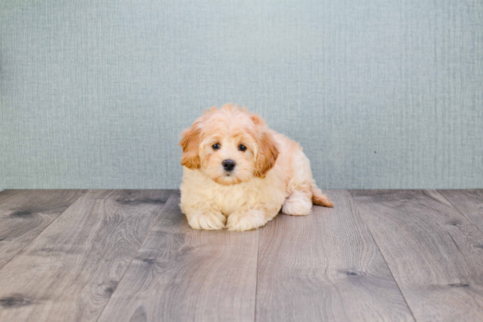 Mini Goldendoodle Pup Being Cute