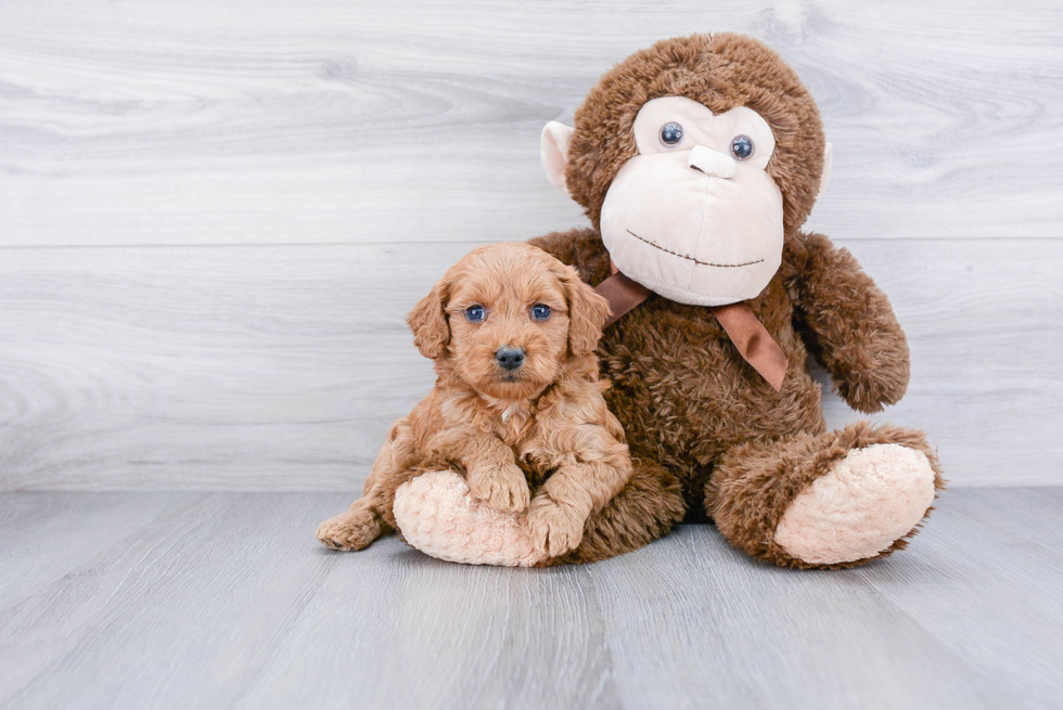 Hypoallergenic Golden Retriever Poodle Mix Puppy