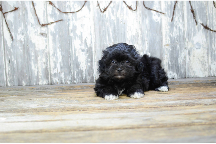 Hypoallergenic Shi Chon Designer Puppy