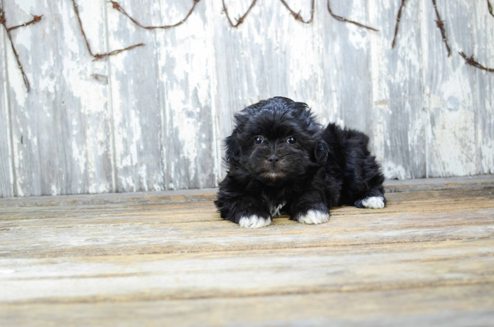 Hypoallergenic Shi Chon Designer Puppy