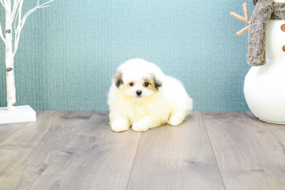 Maltipom Puppy for Adoption