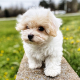 Smart Havanese Purebred Pup