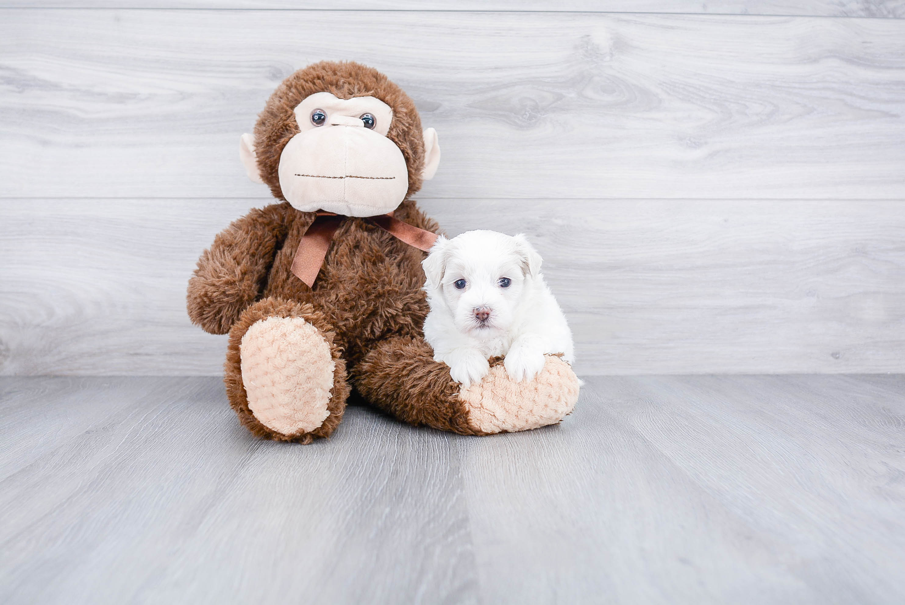 Maltipoo Puppy for Adoption