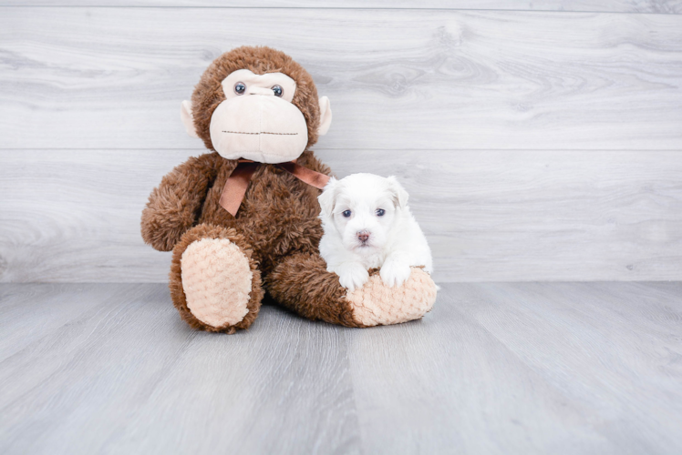 Maltipoo Puppy for Adoption