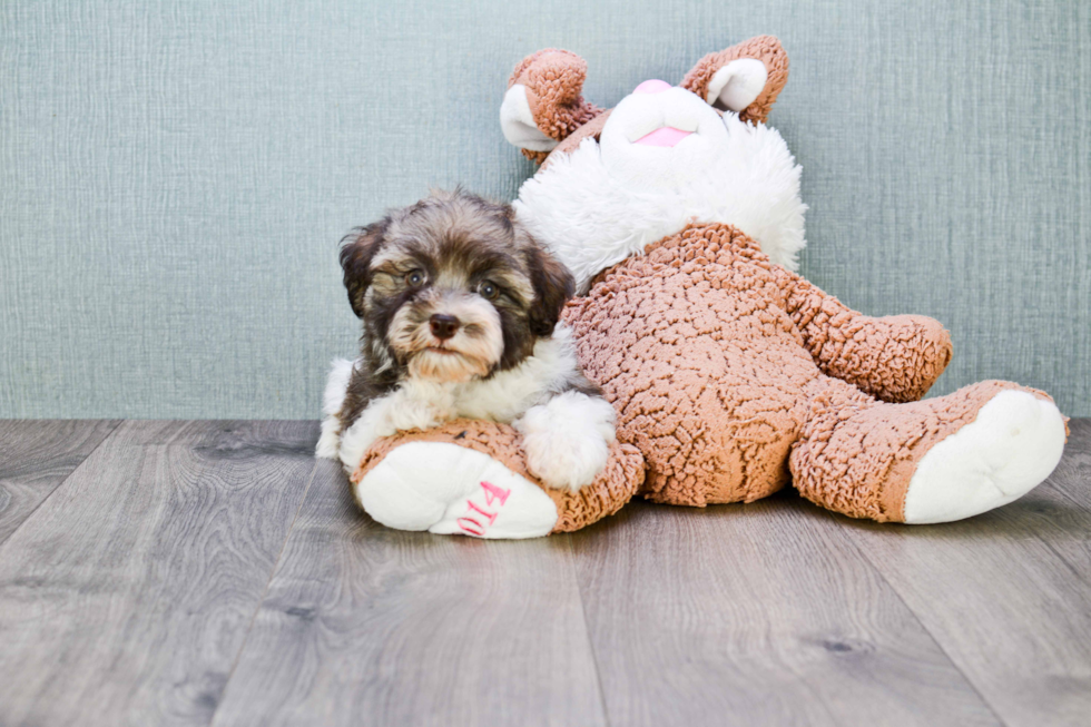 Sweet Havanese Purebred Puppy