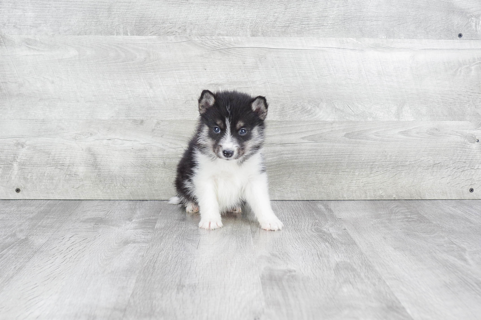 Energetic Mini Husky Designer Puppy