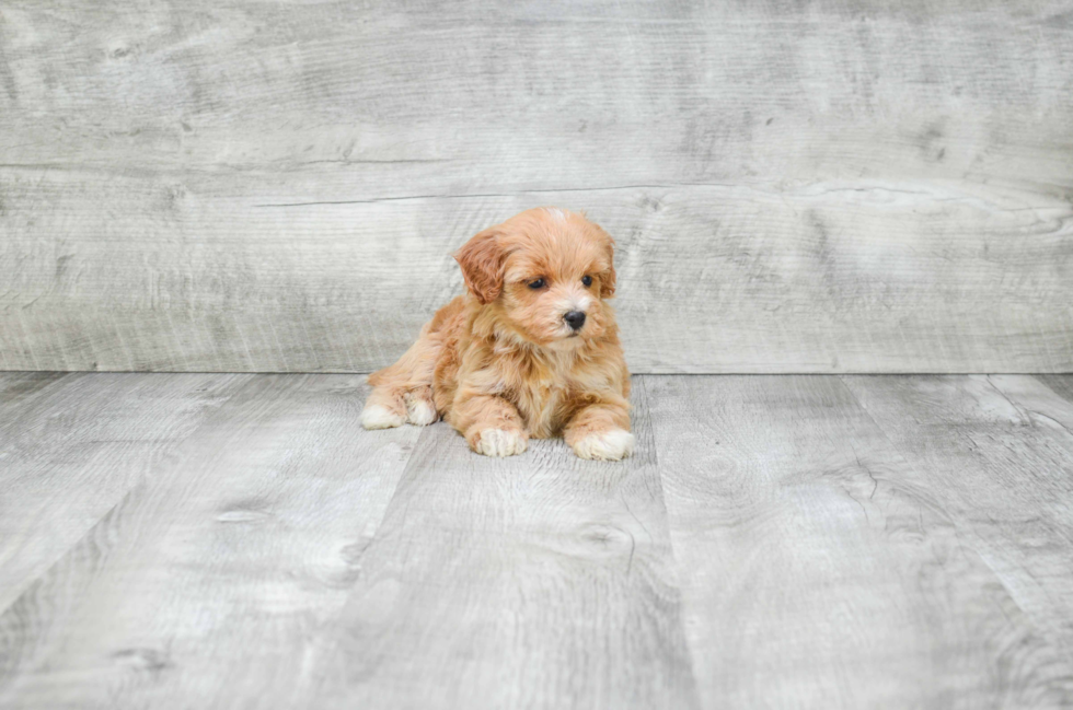 Mini Bernedoodle Pup Being Cute