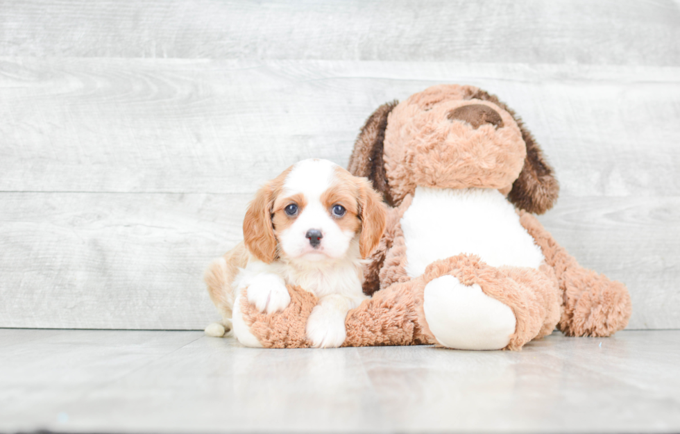 Funny Cavalier King Charles Spaniel Purebred Pup