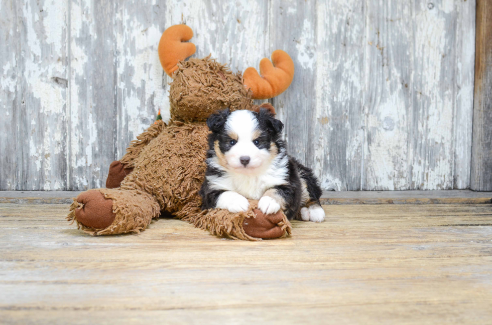 Mini Aussiedoodle Pup Being Cute