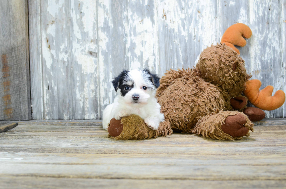 Morkie Puppy for Adoption