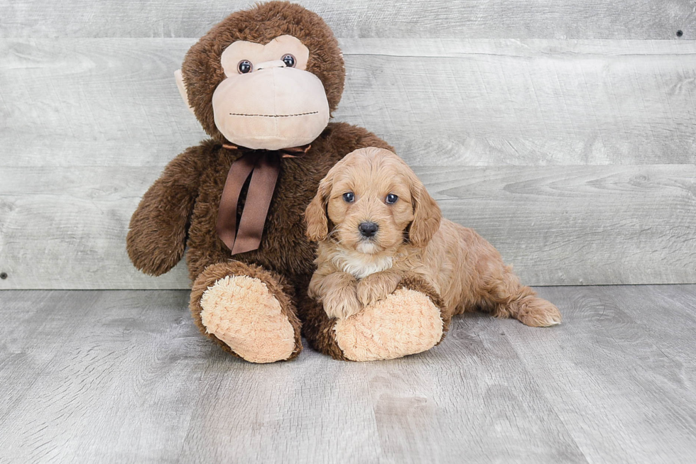 Cavapoo Pup Being Cute